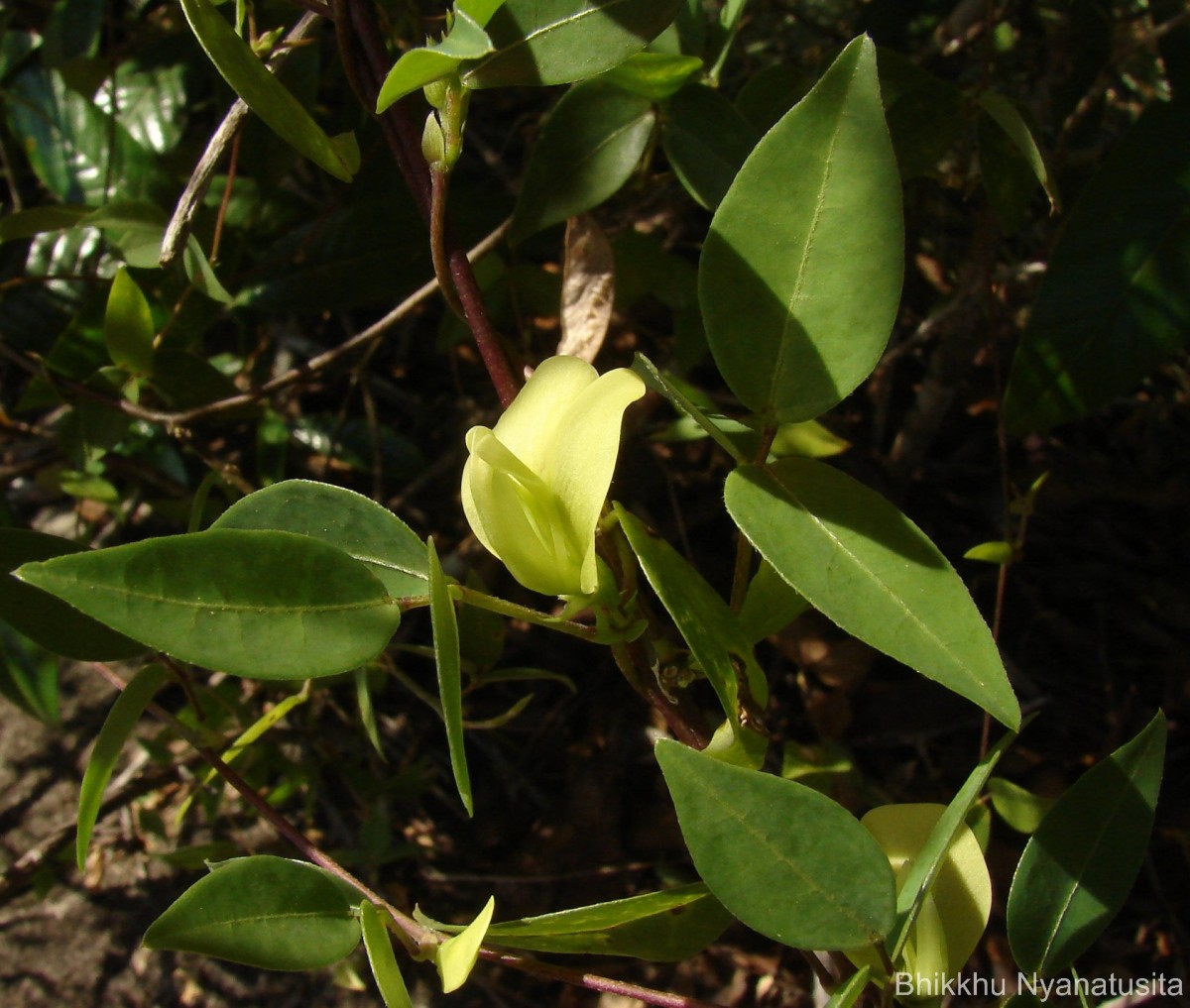 Macrotyloma axillare (E.Mey.) Verdc.